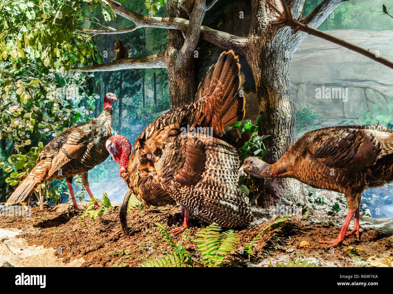 Turkeys are displayed in the 'A Walk Through Time in Georgia' Piedmont exhibit at Fernbank Museum of Natural History in Atlanta, Georgia. Stock Photo