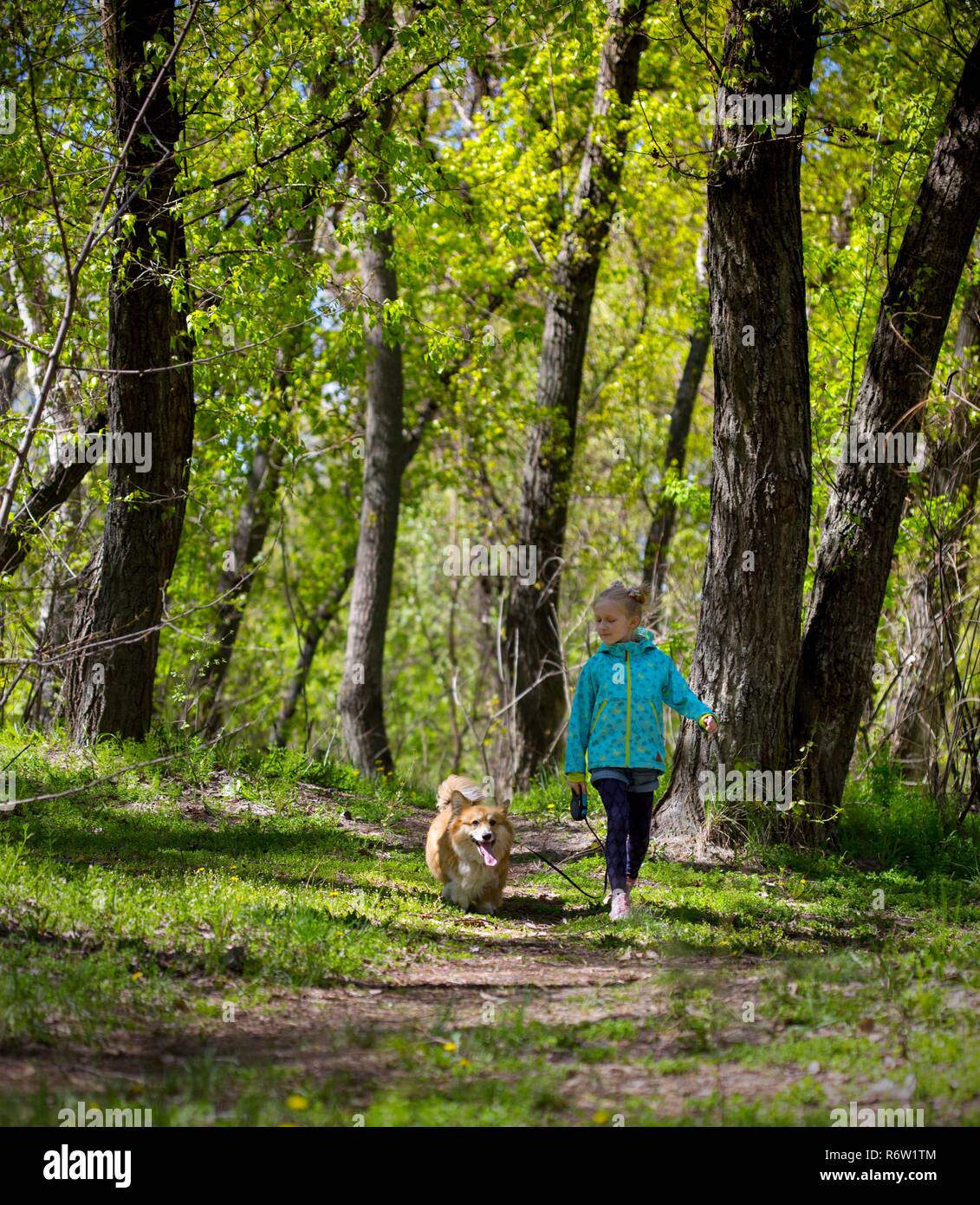 friends - little girl with corgi dog walking outdoors at sunny spring day Stock Photo