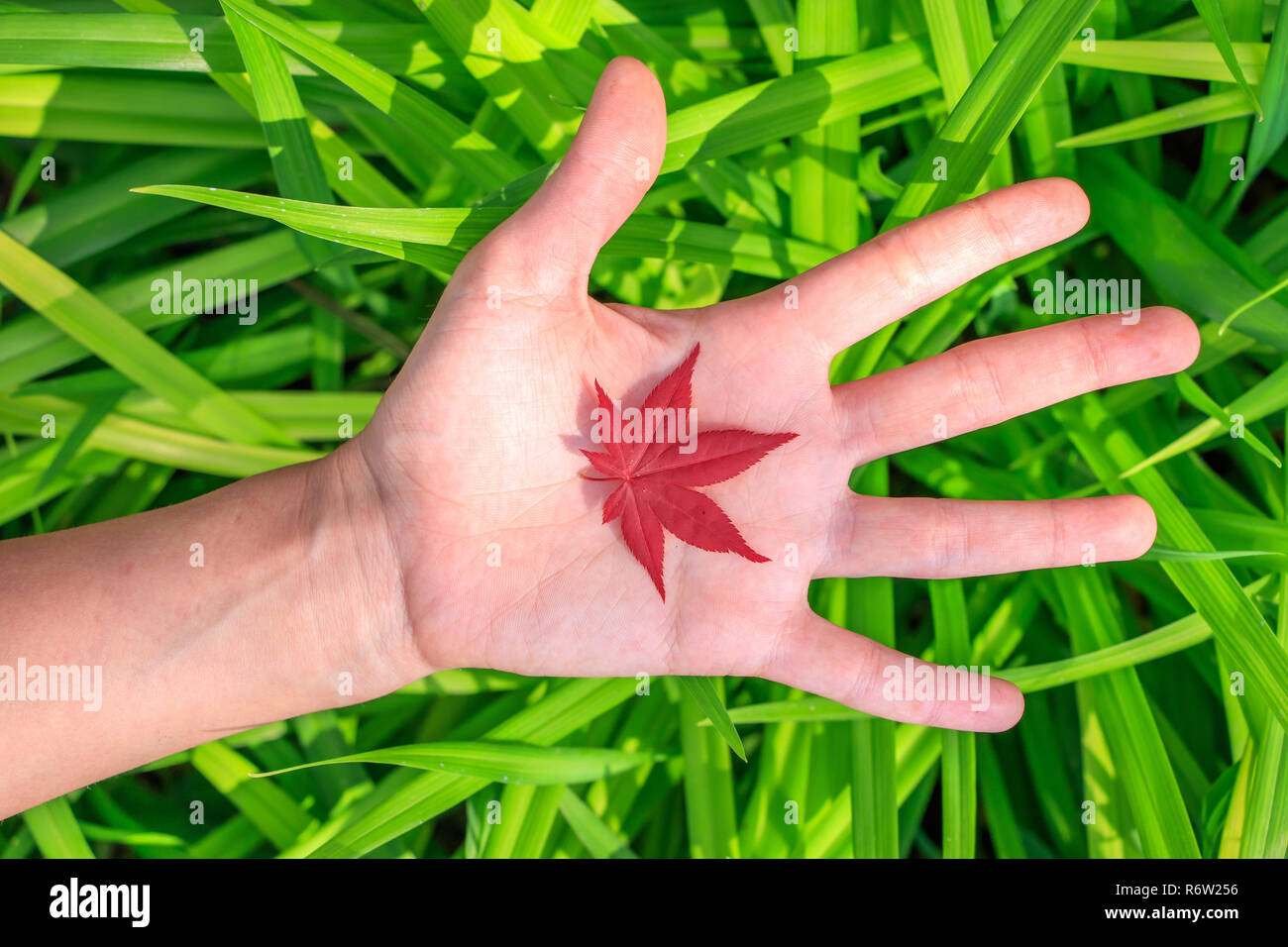 Japanese maple Stock Photo