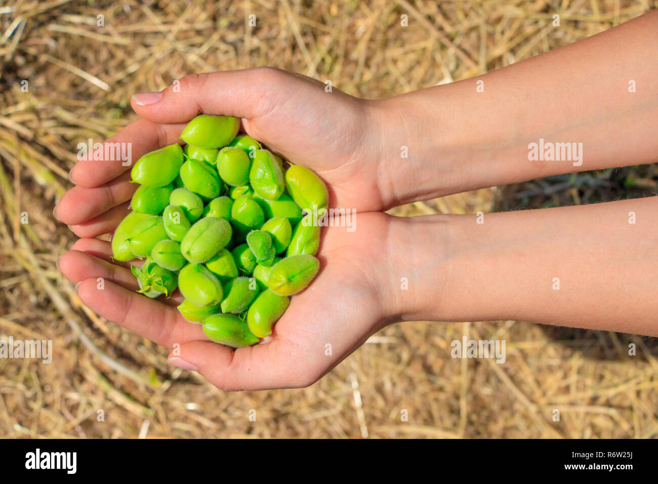 Fresh green chickpeas Stock Photo Alamy