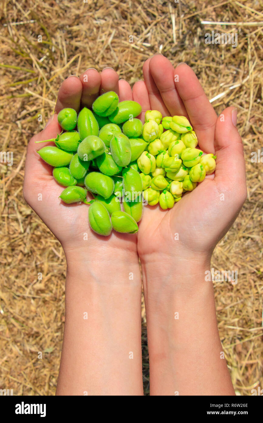 Fresh green chickpeas Stock Photo Alamy