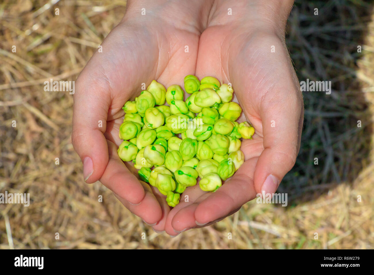 Fresh green chickpeas Stock Photo Alamy