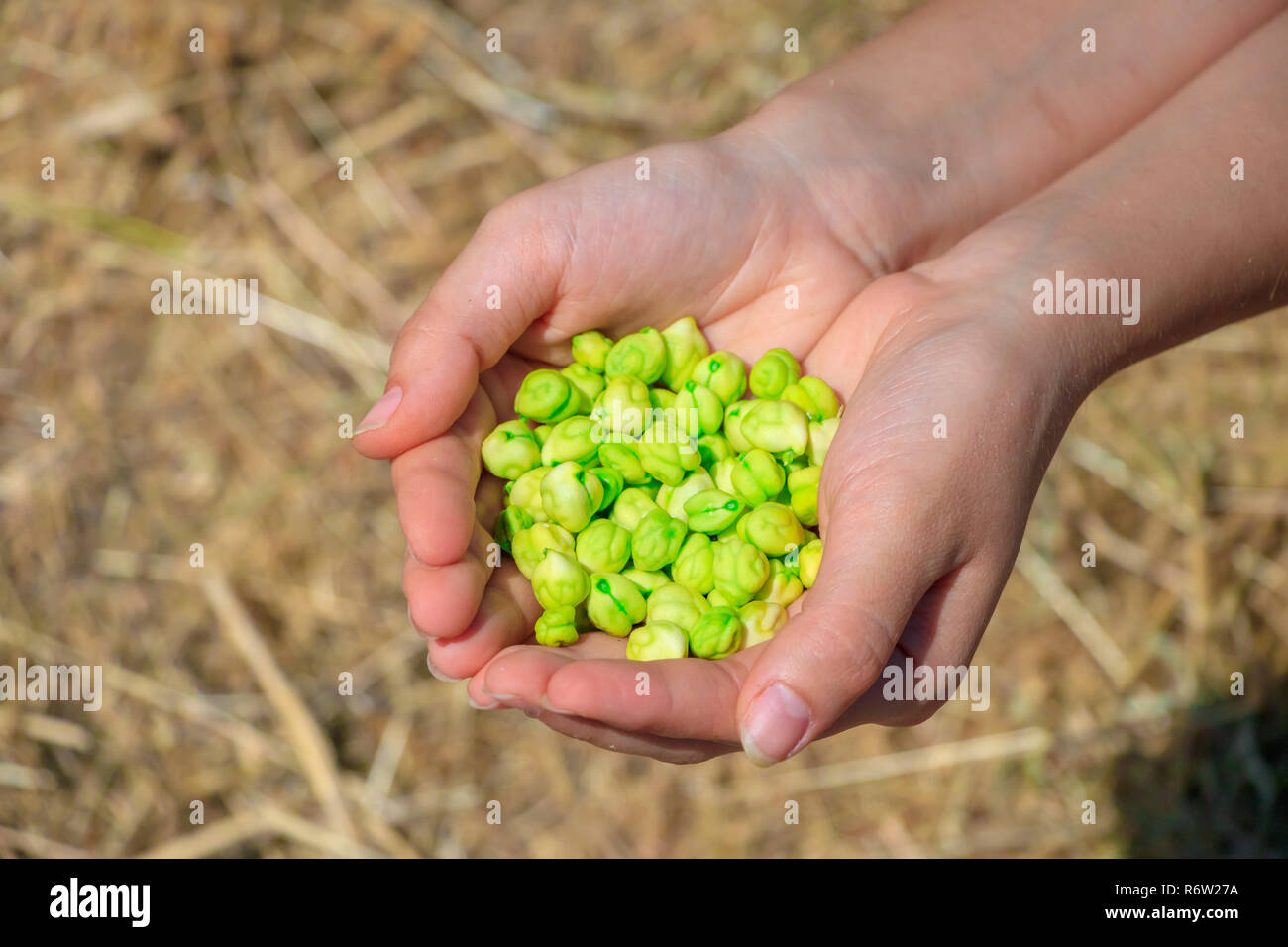 Fresh green chickpeas Stock Photo Alamy