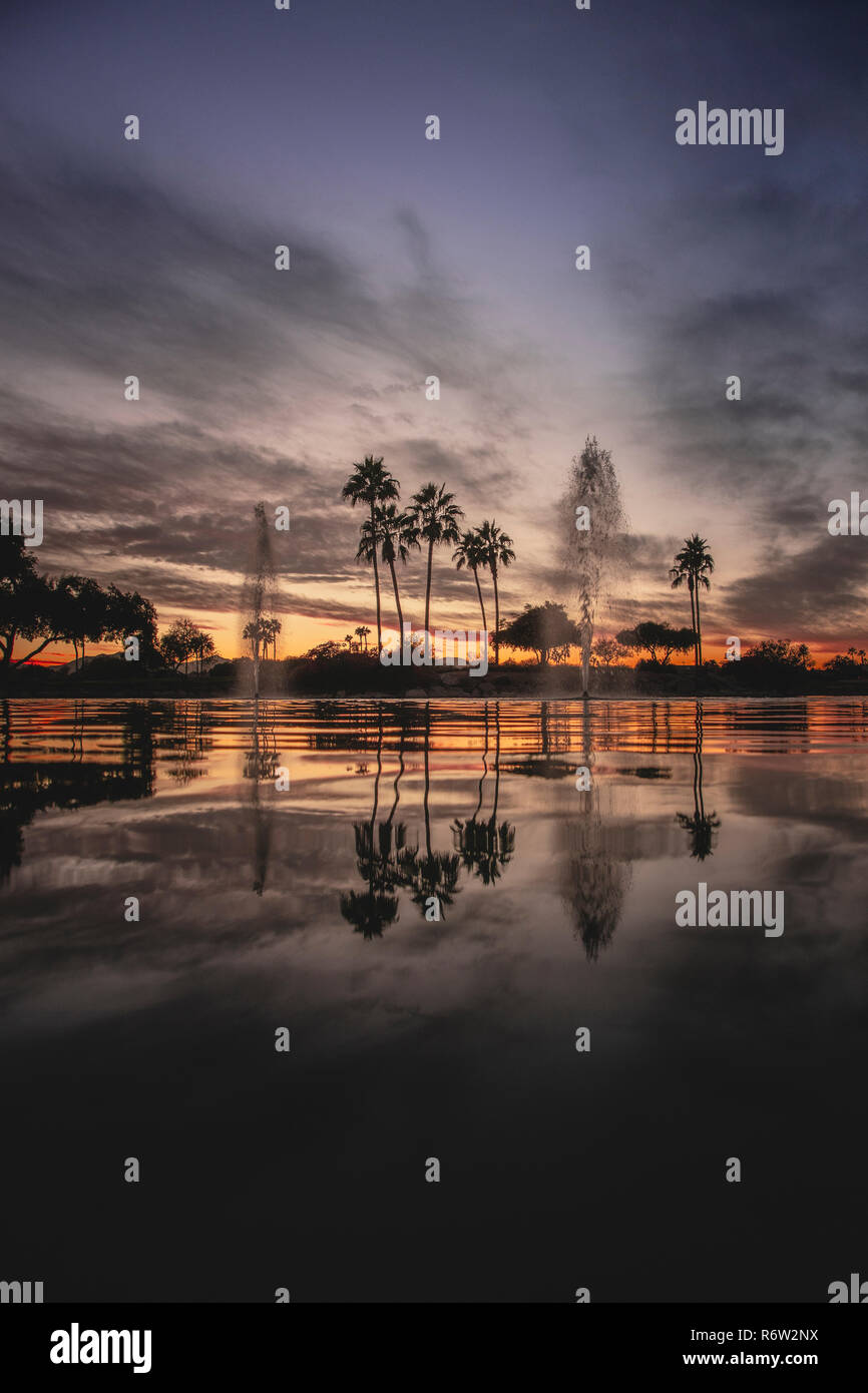 Mexican fan palm trees hi-res stock photography and images - Alamy