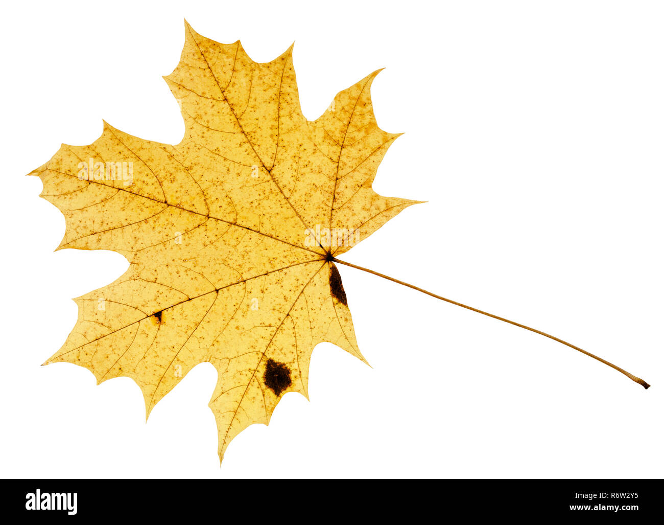 fallen yellow leaf of acer tree isolated Stock Photo - Alamy