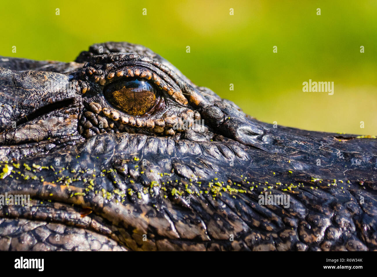 An American Alligator (Alligator Mississippiensis) watches people as they walk down the trail at Brazos Bend State Park, Texas, USA. Stock Photo