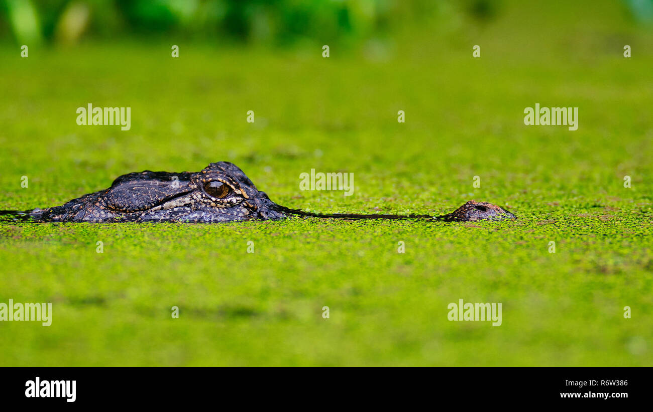 An American Alligator (Alligator Mississippiensis) slowly glides thru the moss covered lake at Brazos Bend State Park, Texas, USA. Stock Photo