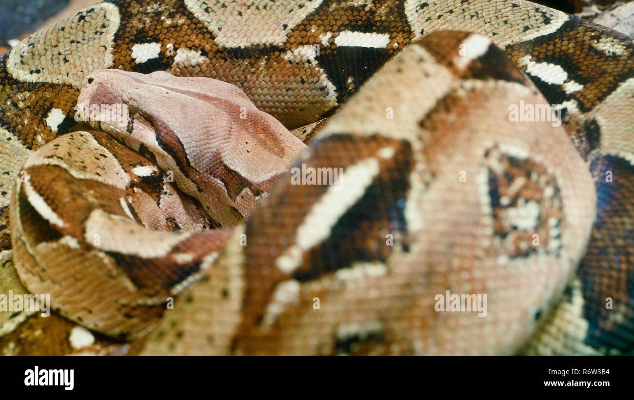 A sleeping Boa Constrictor Stock Photo - Alamy