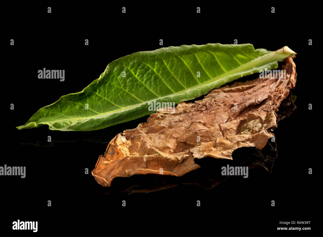 fresh tobacco leaf Dried and fresh tobacco leaves Stock Photo