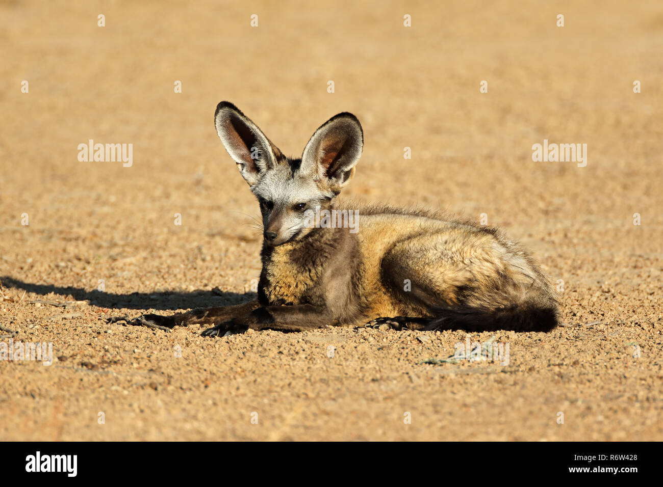 Bateared fox in natural habitat Stock Photo Alamy