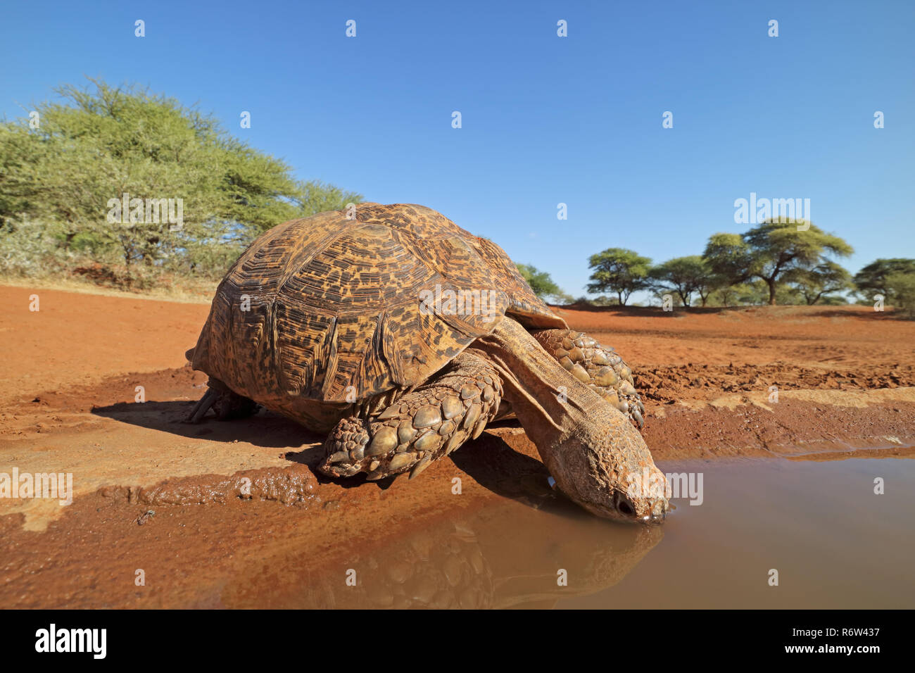 Leopard tortoise drinking water Stock Photo