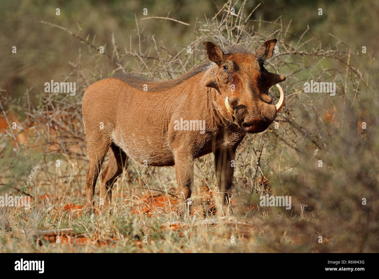 Warthog In Natural Habitat Stock Photo - Alamy