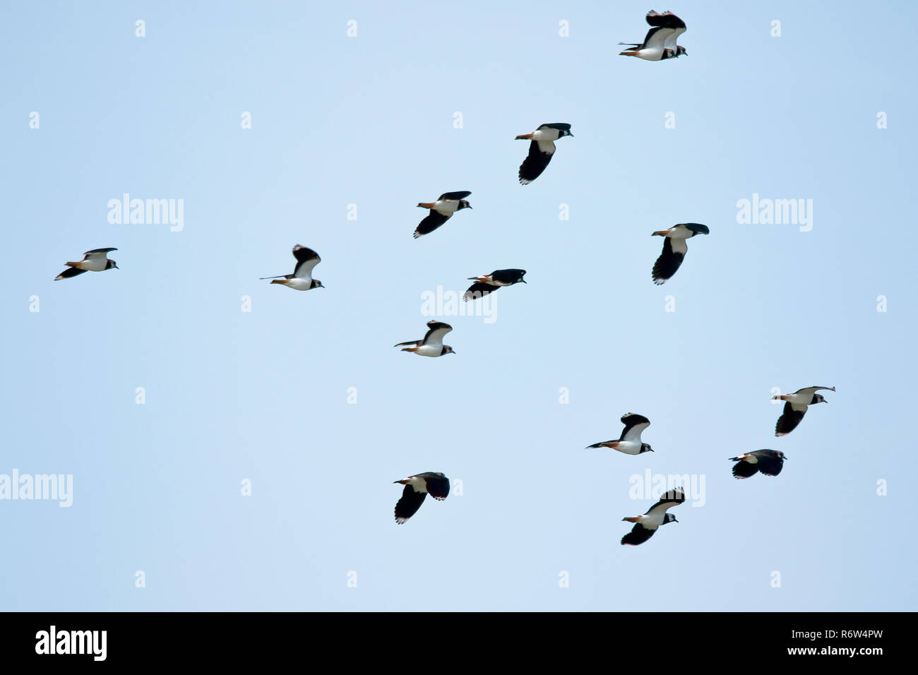 lapwings in flight Stock Photo