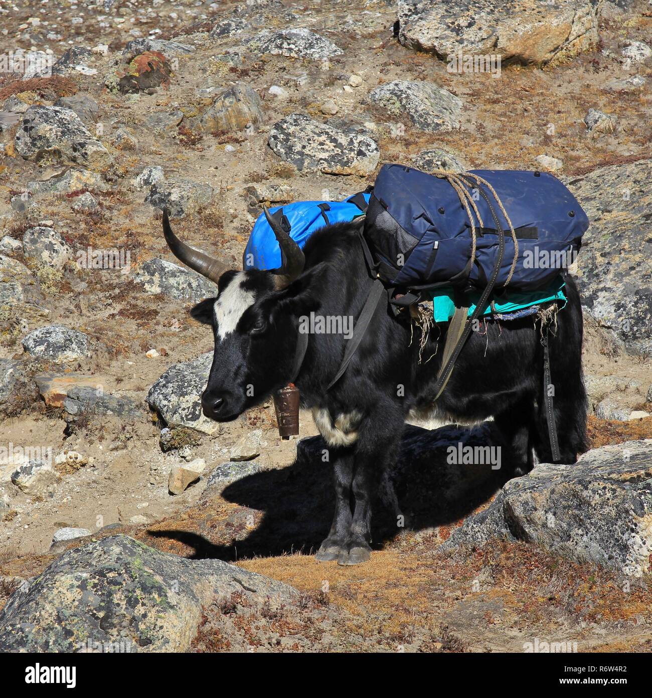 Dzo, hybrid between the yak and domestic cattle. Used as pack