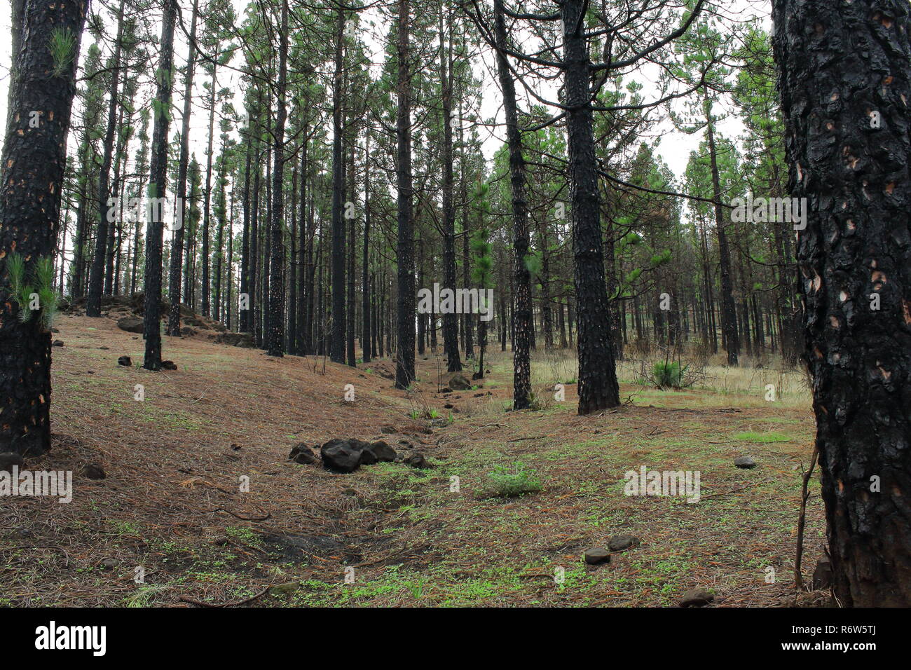 Bosque de pinos. Pine forest Stock Photo