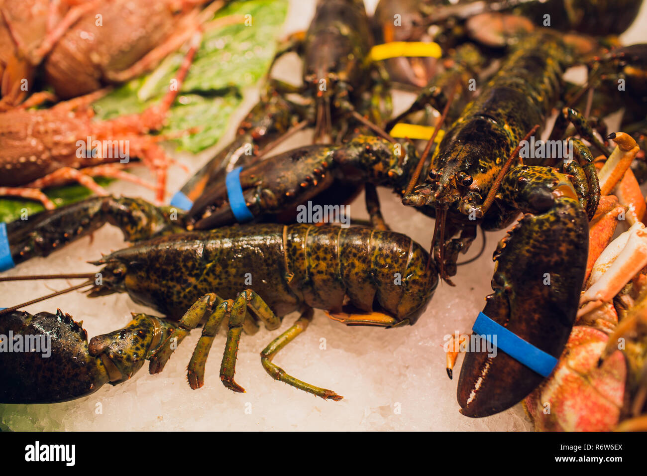 Closeup of large raw dark red prawns shrimp crustacean lobster crawfish