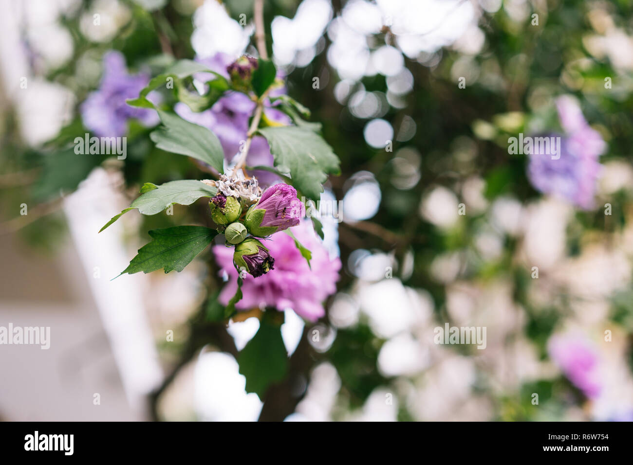 Pink flowers of Hibiscus syrian close-view Stock Photo - Alamy
