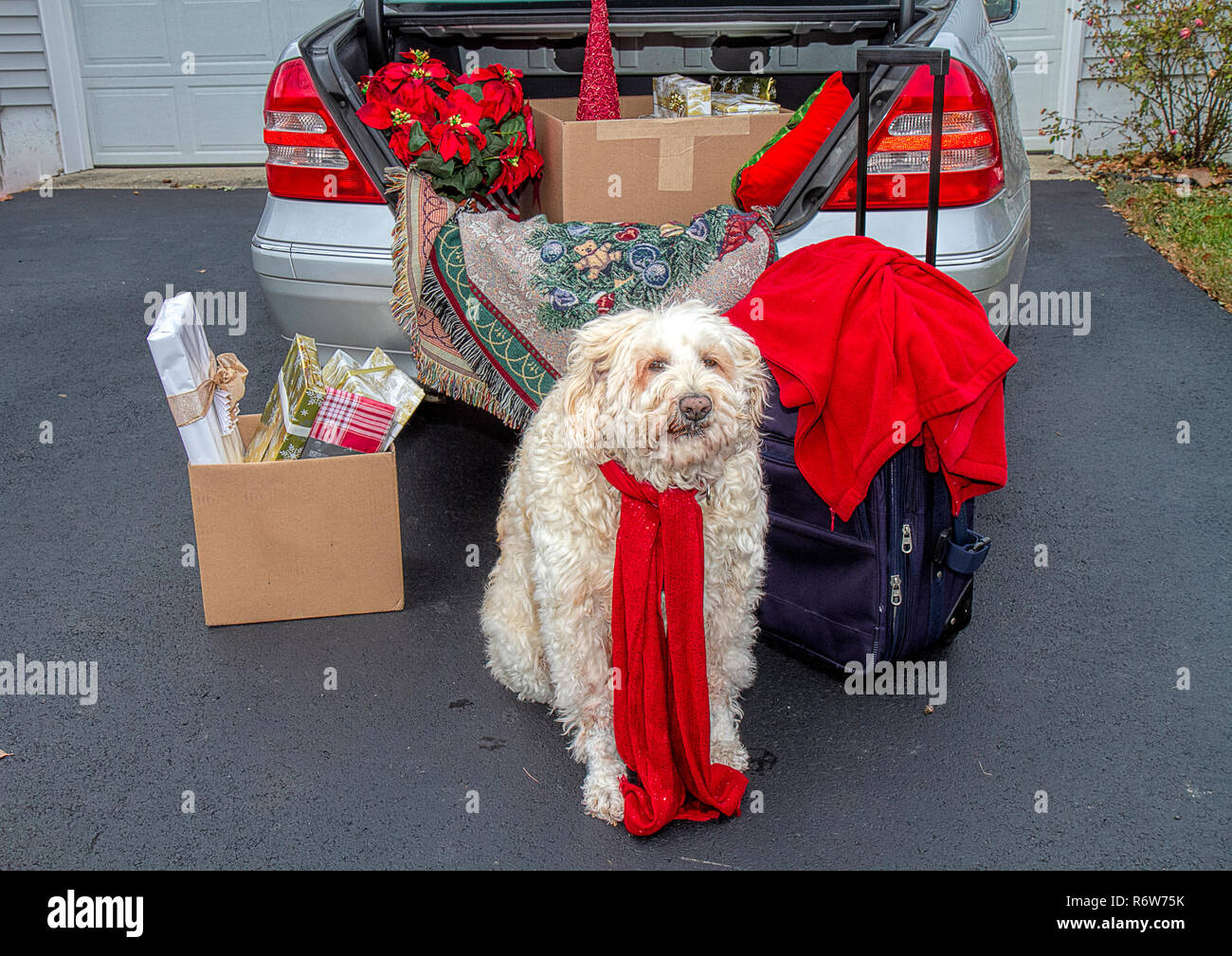 Trunk of car packed for traveling over the Christmas Holidays.   Filled with luggage,gifts, poinsettias and more.  Large white dog waits patiently. Stock Photo