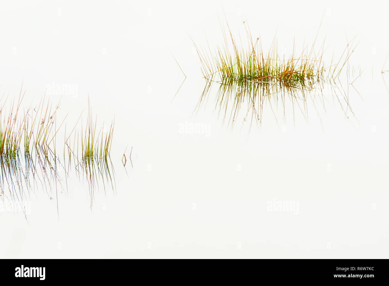 High key background image with copy space of grass like aquatic plants
