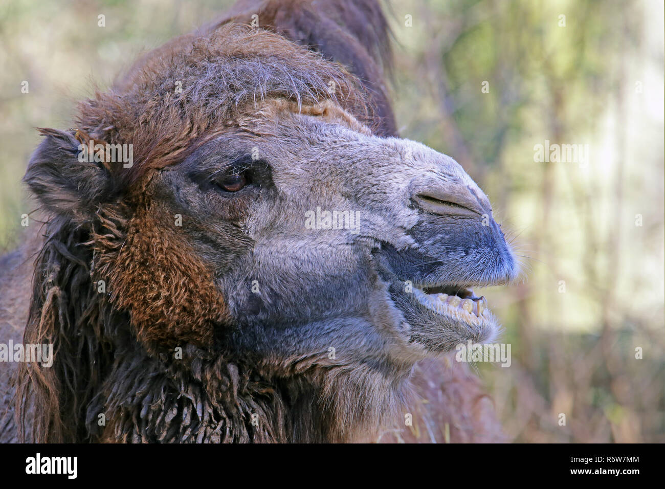 head study camel camelus ferus Stock Photo