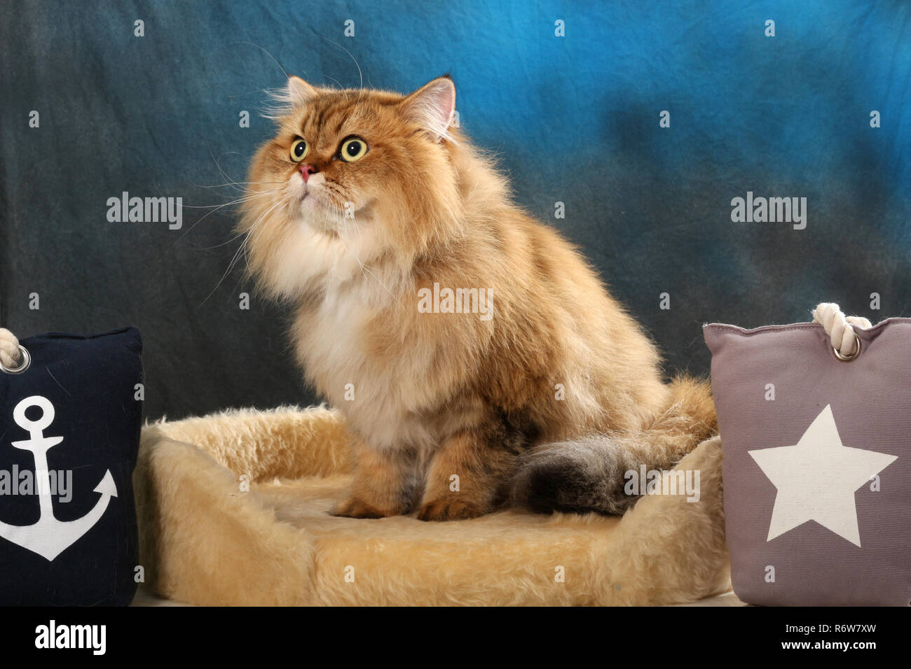 highland straight, black golden shaded, sitting on a pillow Stock Photo