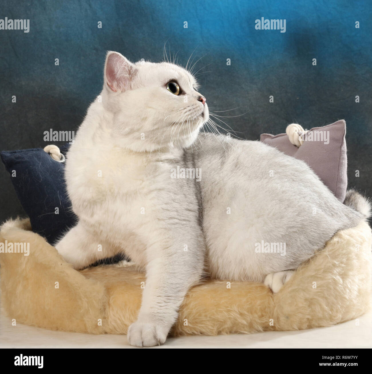 scottish straight, black silver shaded, sitting on a pillow Stock Photo