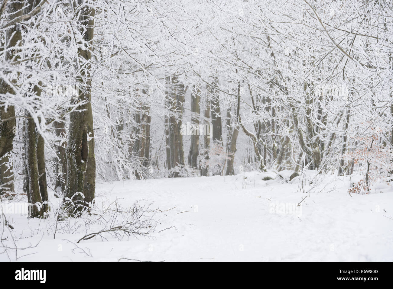 winter forest trail Stock Photo - Alamy