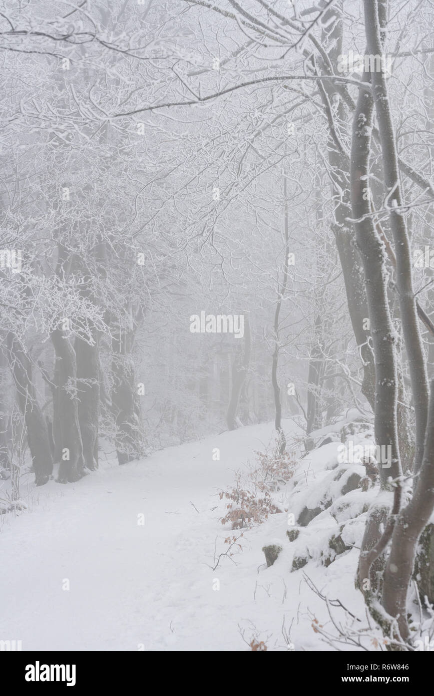 winter forest trail Stock Photo - Alamy