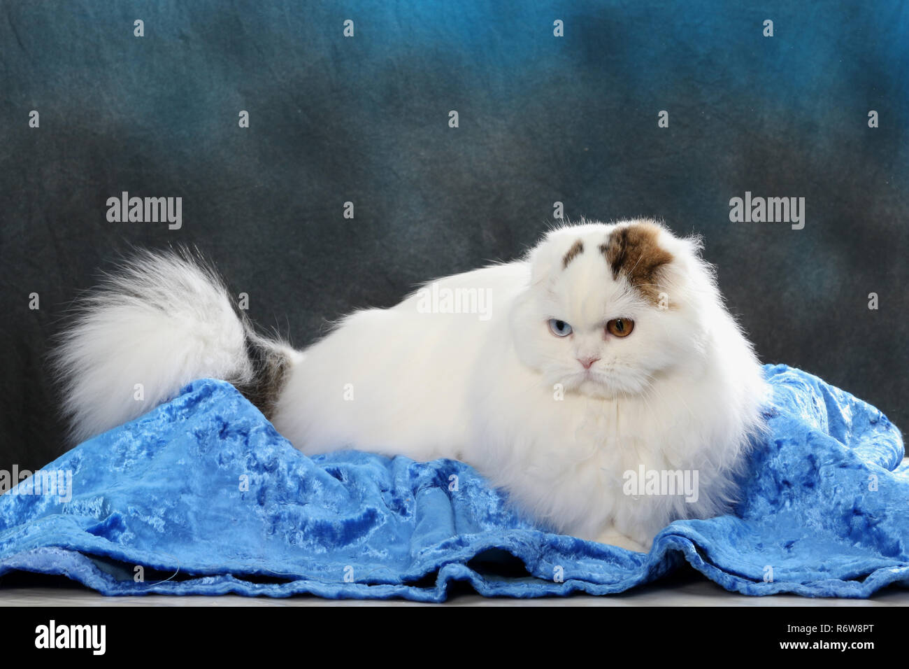 highland fold, harlekin, sitting on a pillow Stock Photo