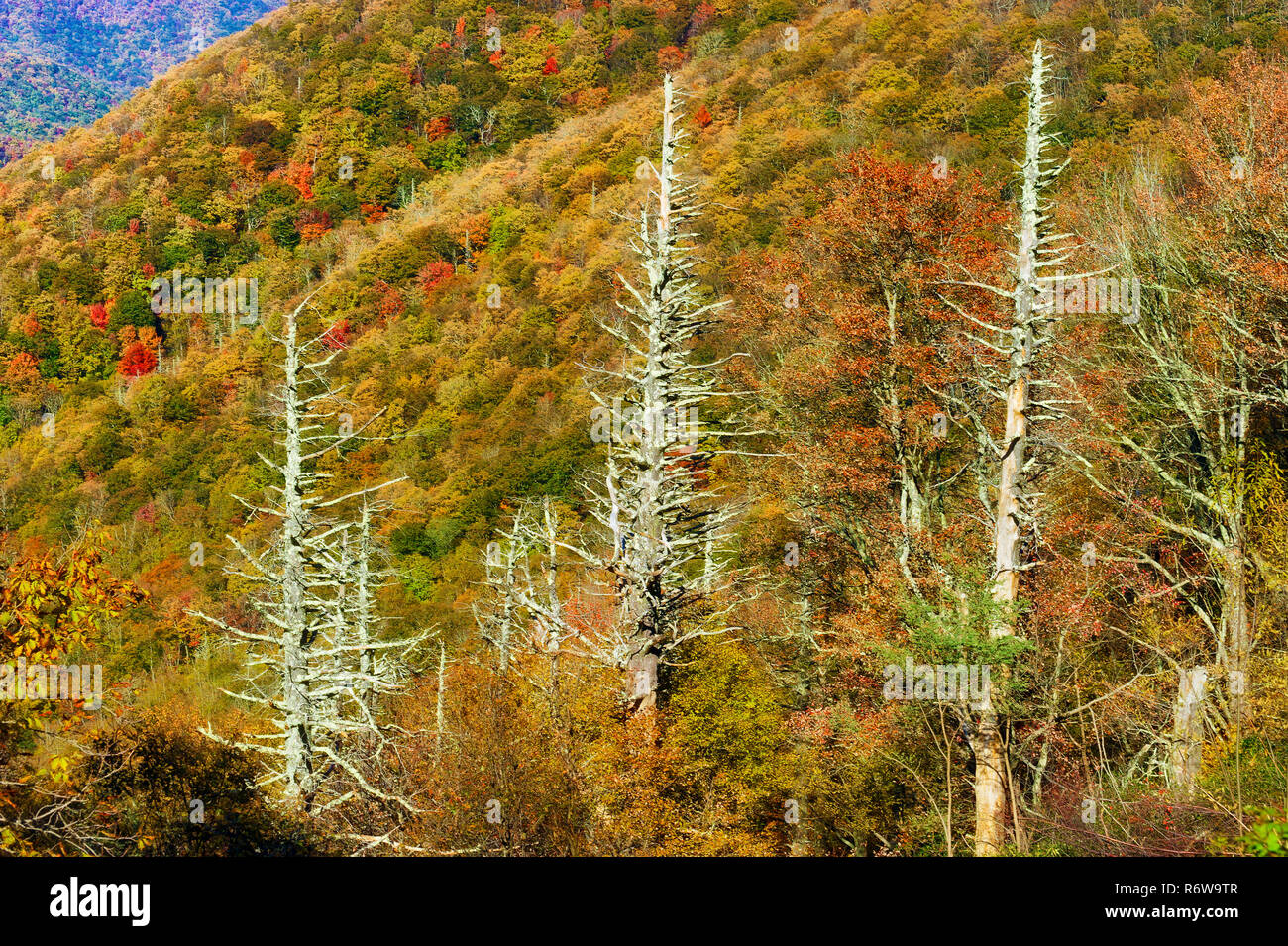 Bald knob hires stock photography and images Alamy
