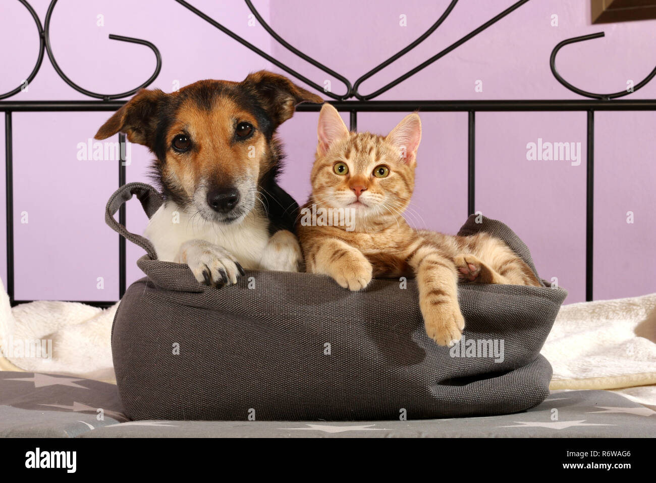 jack russell dog (tricolour) and young cat (red tabby) lying in a basket Stock Photo