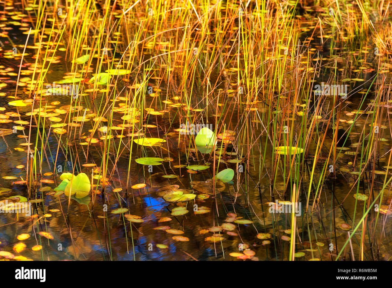 Background image of lilypads and reed like plants grown along the banks of a lake Stock Photo