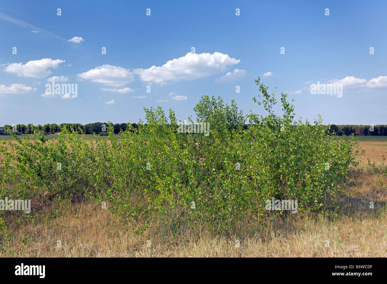 Black poplar (Populus nigra) young tree in summer, species of cottonwood poplar native to Europe, southwest and central Asia and northwest Africa Stock Photo
