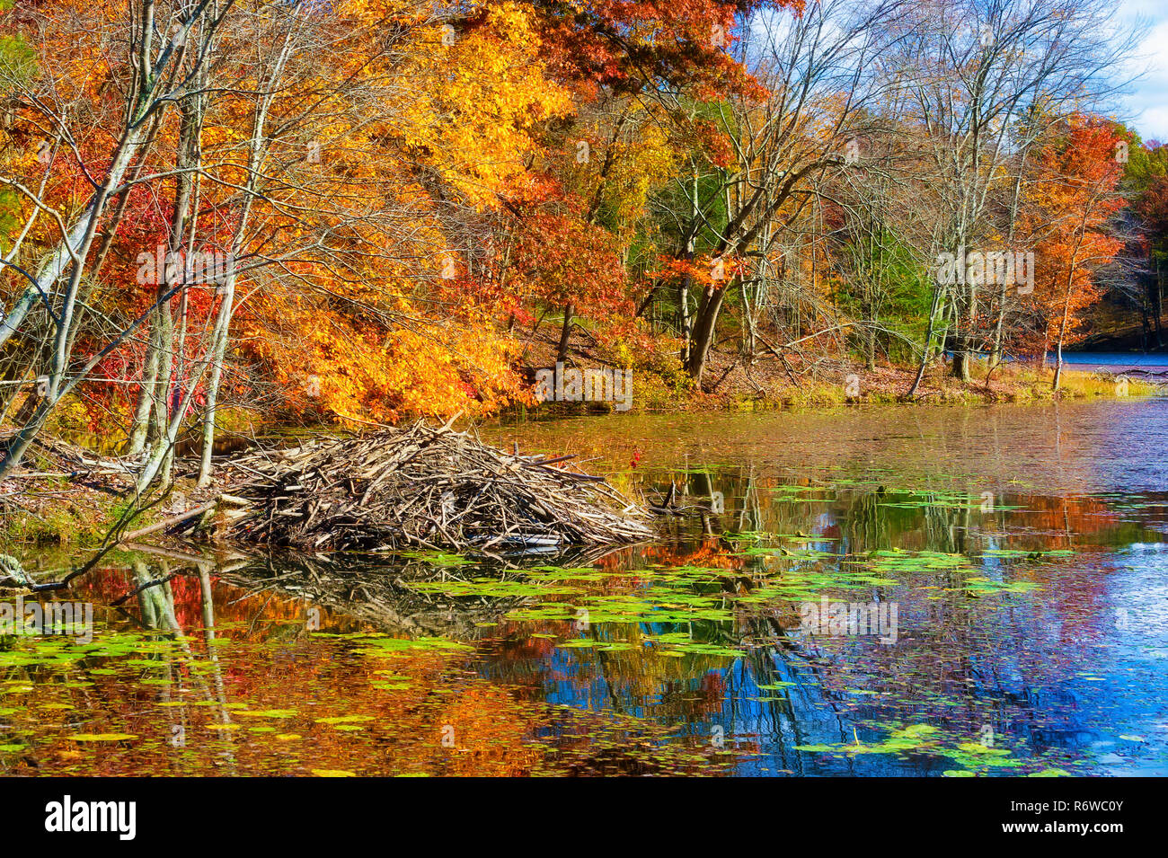 Colorful fall colors and a beaver dam along the shores of Bay Mountain ...