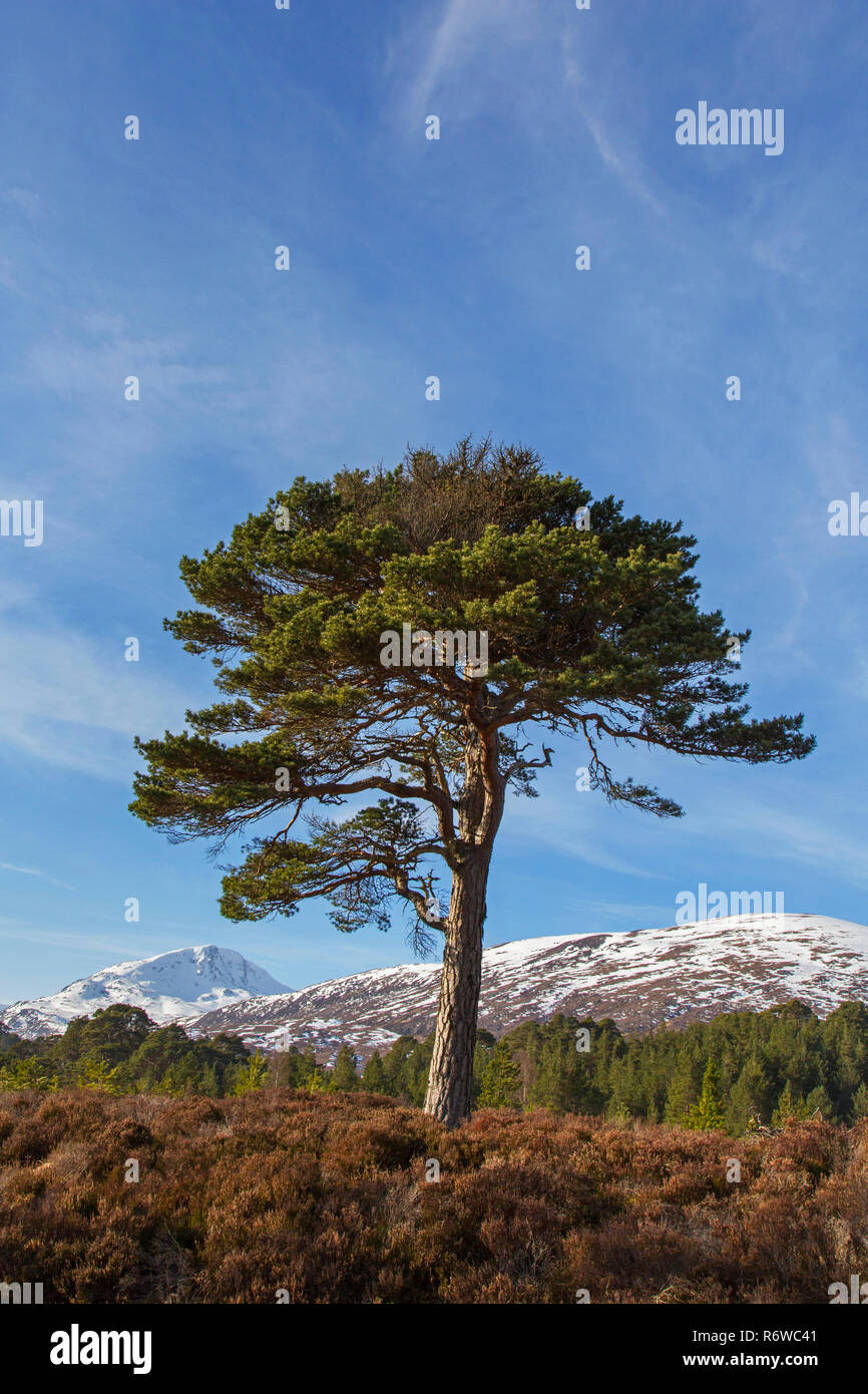 Solitary native Scots pine (Pinus sylvestris) in Glen Affric in 