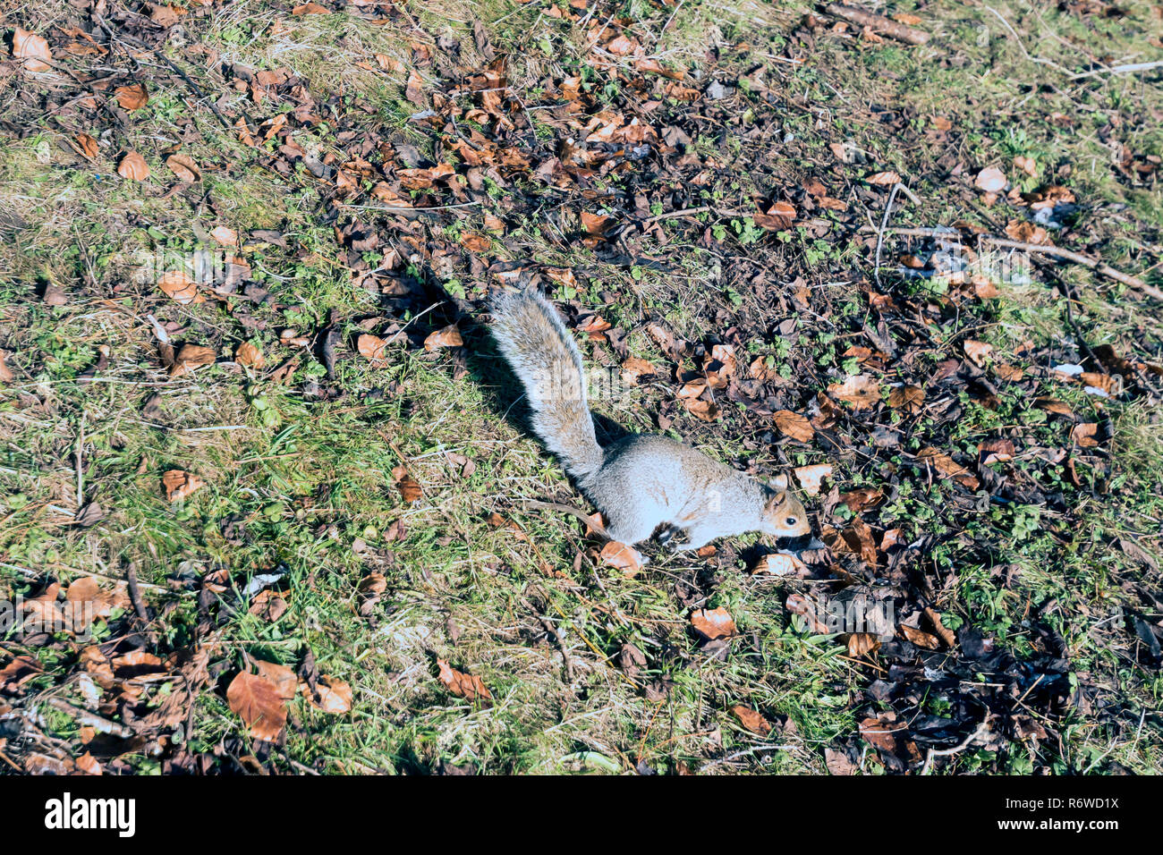 Wild eastern grey squirrel in winter Stock Photo