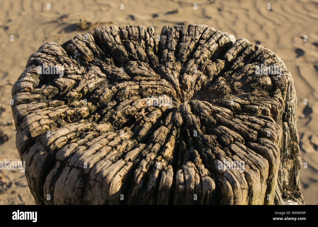 Weatherworn tree stump on beach Stock Photo