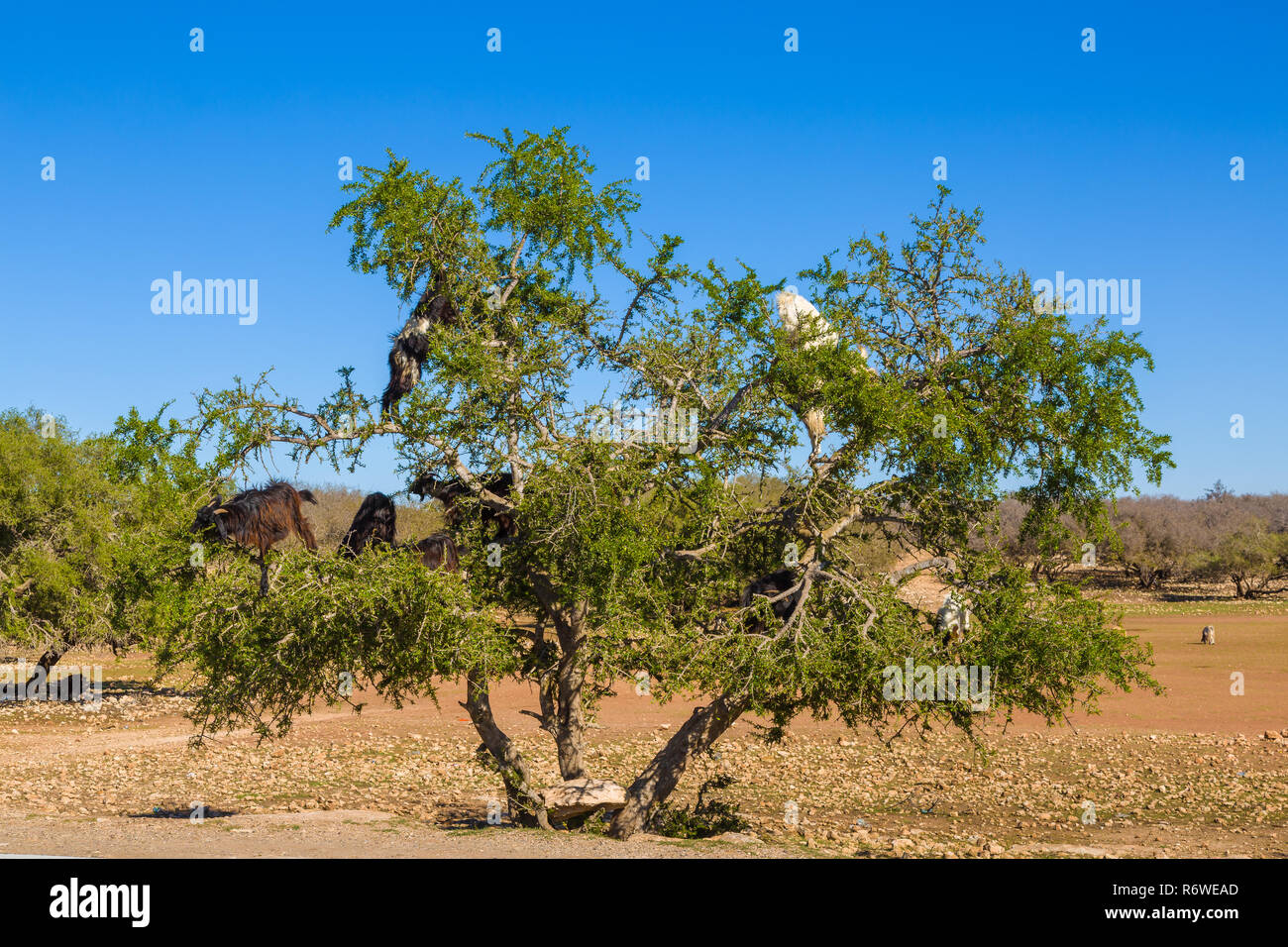 Goats grazing on an argan tree near Essaouira, Morocco Stock Photo