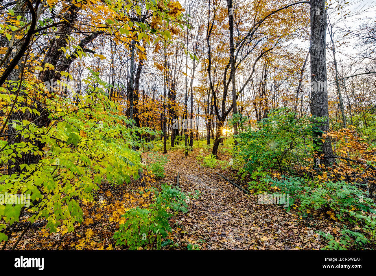 A forest trail in the fall with the foliage turning yellow/orange and the leaves falling off of the trees. Stock Photo