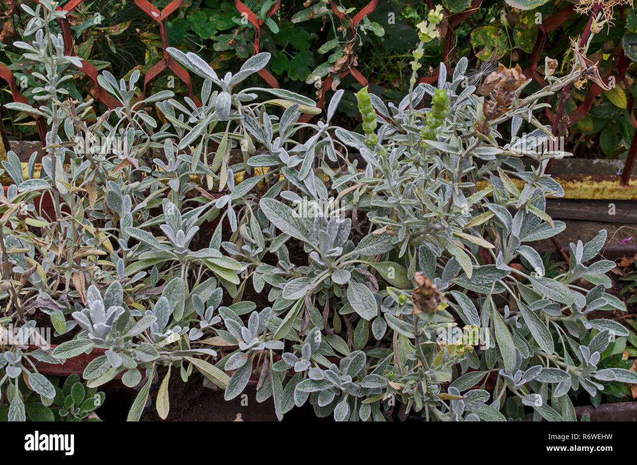 Summer view of herb Sideritis Scardica, mountain tea, growing in garden at mountain town Delchevo, Macedonia, Europe Stock Photo