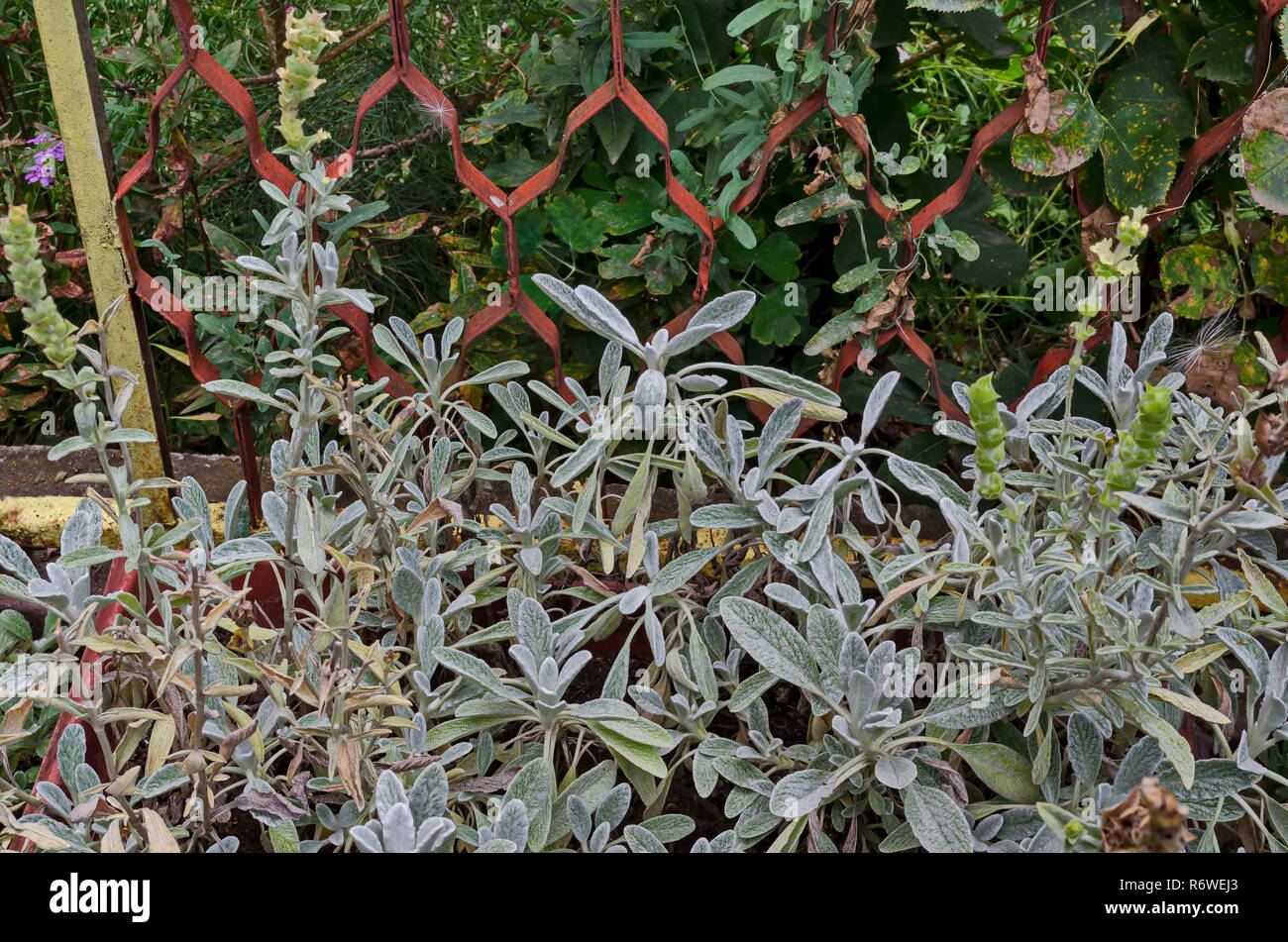 Summer view of herb Sideritis Scardica, mountain tea, growing in garden at mountain town Delchevo, Macedonia, Europe Stock Photo