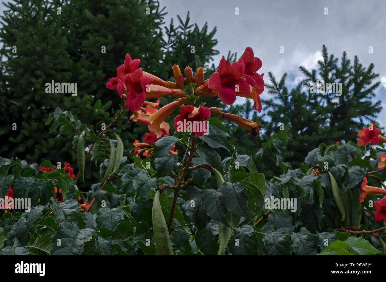 Red bloom and leaves of Trumpet creeper or  Campsis radicans tree  in street, town Delchevo, Macedonia, Europe Stock Photo