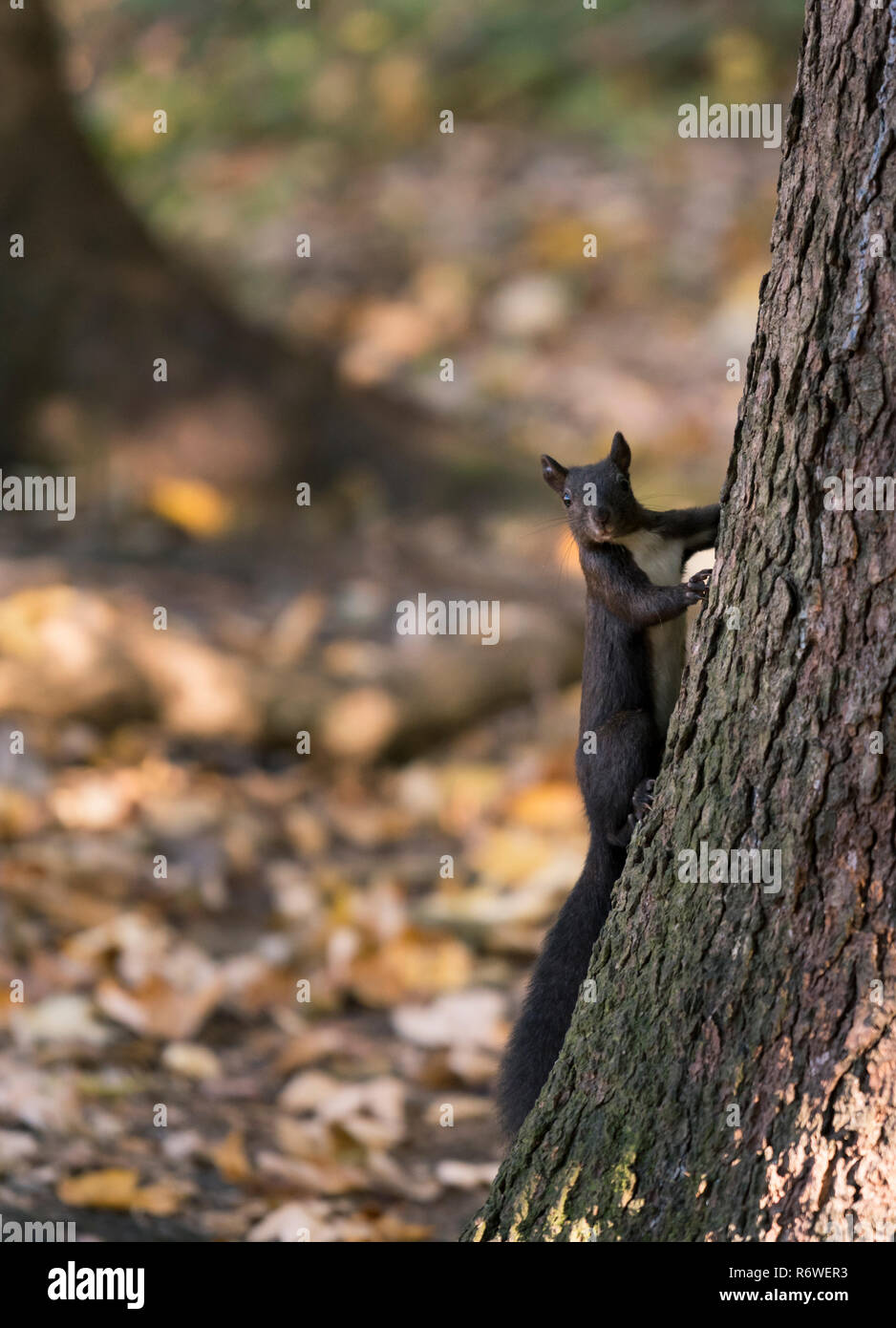A squirrel climbing up a tree in the forest Stock Photo