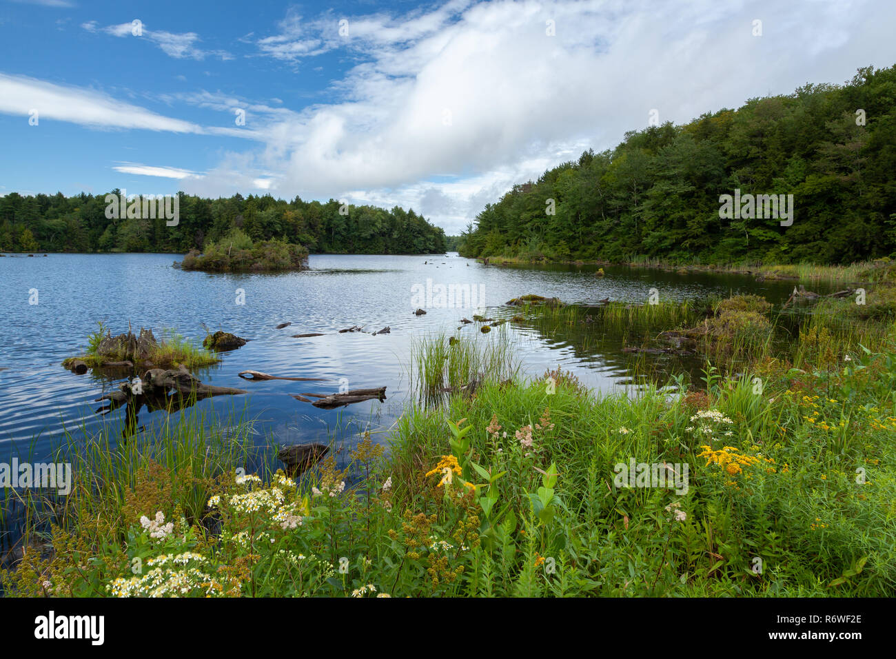 Berkshires wildflowers hires stock photography and images Alamy