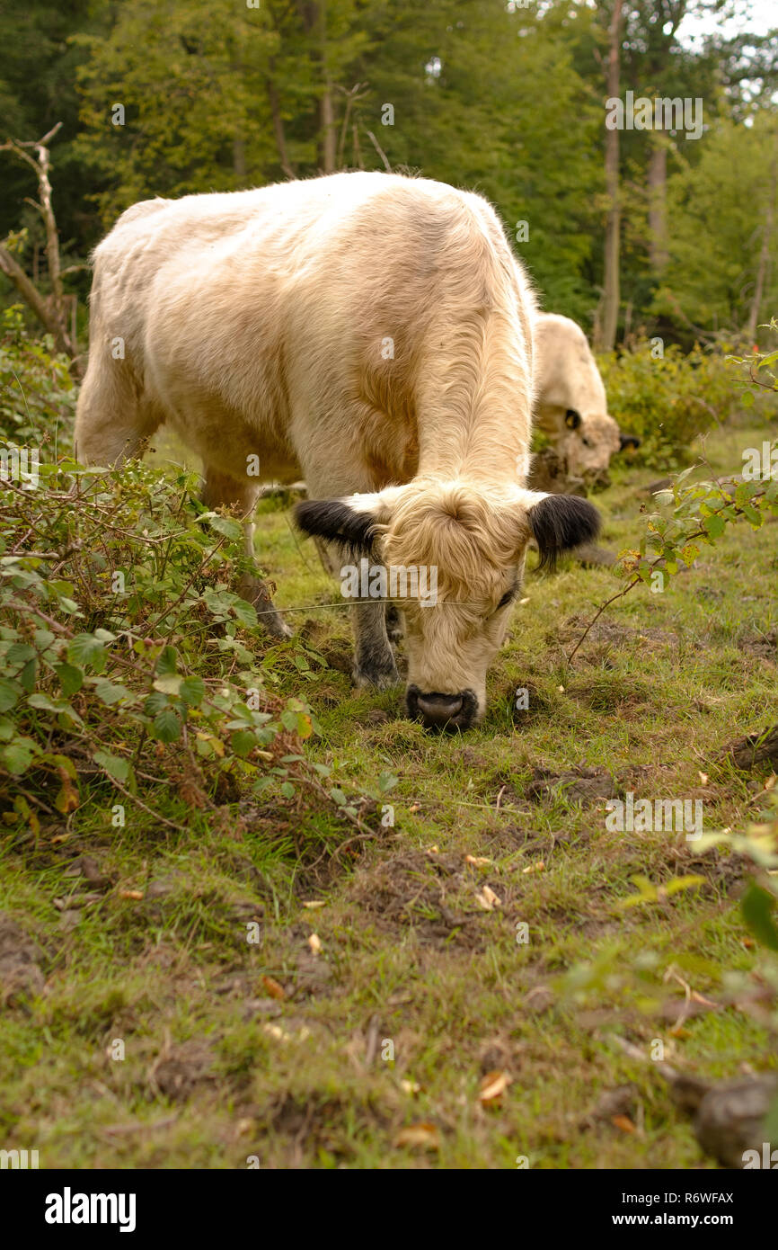 A Galloway ox eats on a pasture in a forest Stock Photo