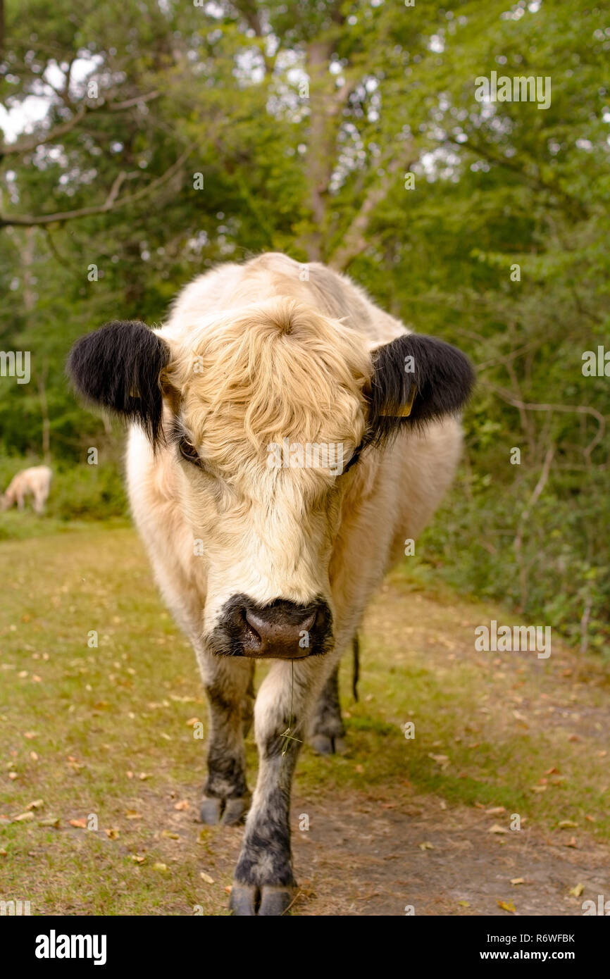 Highland cattle on a pasture in germany hi-res stock photography and ...