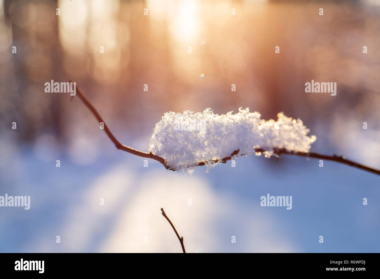 Close-up of branches with flakes of snow, with the dawn sun on the  background. Christmas frosty morning. Winter landscape, Tranquil nature in  sunlight in park Stock Photo - Alamy