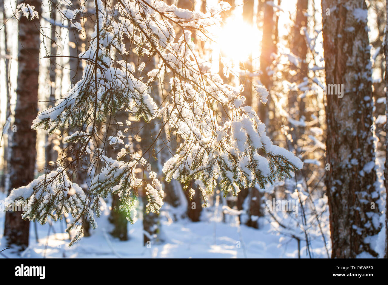Close-up of fir branches with flakes of snow, with the on the background. Christmas frosty morning. Winter landscape, Tranquil nature in sunlight in park Stock Photo - Alamy