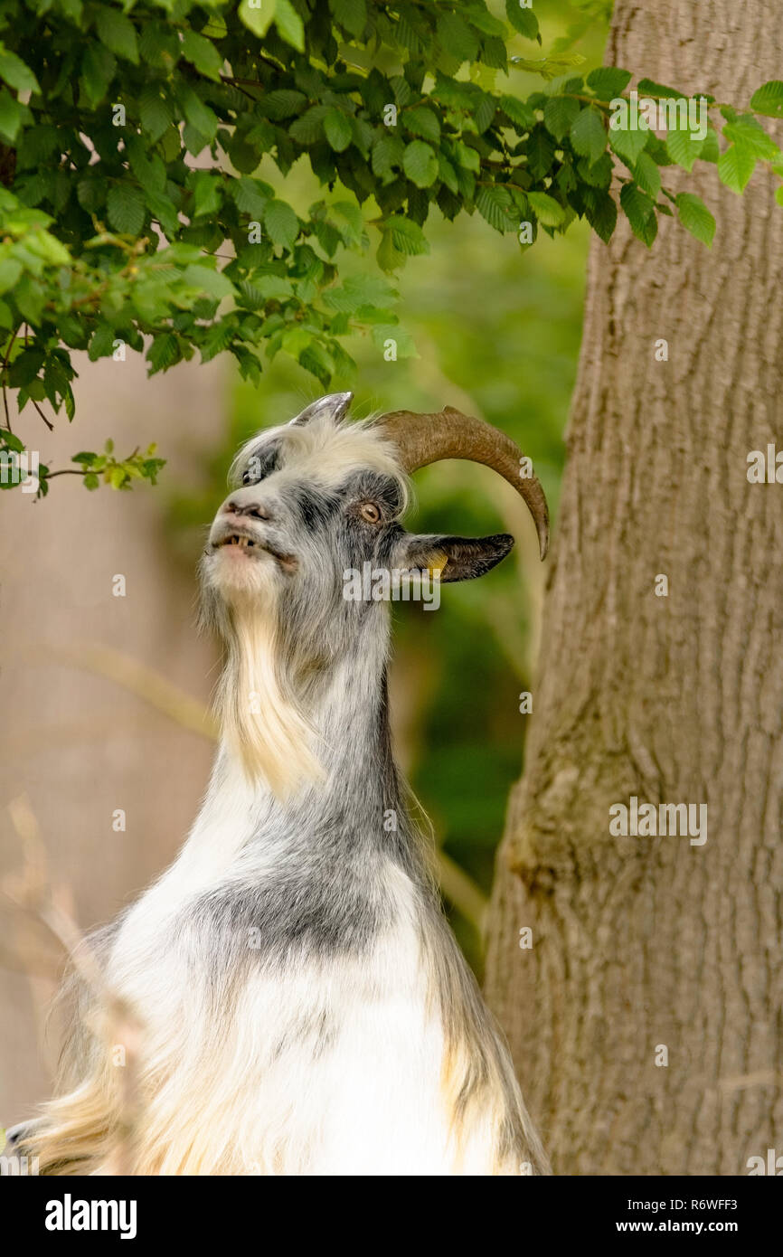 Goats are eating leaves in a forest Stock Photo Alamy