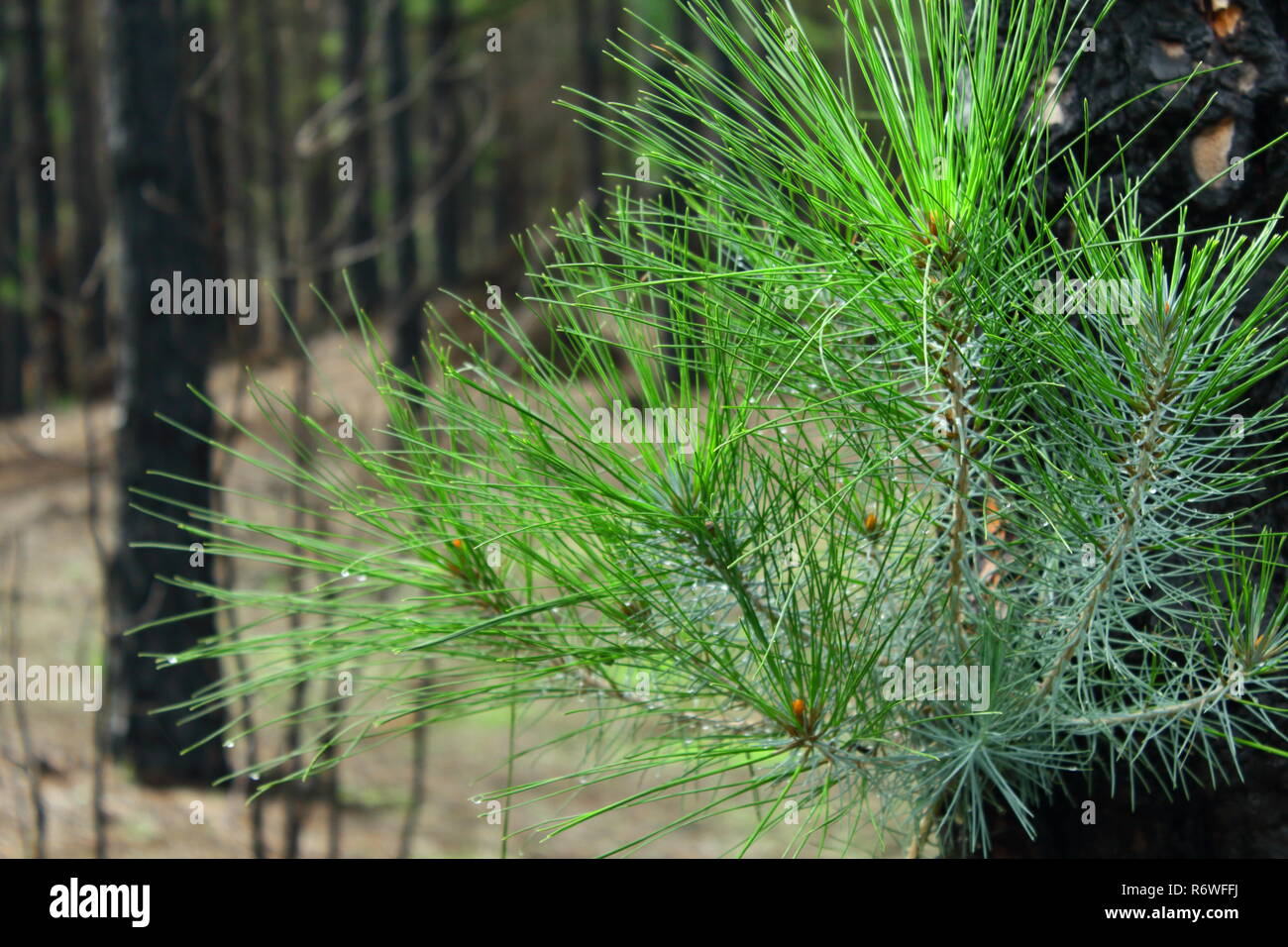 branch in pine forest Stock Photo